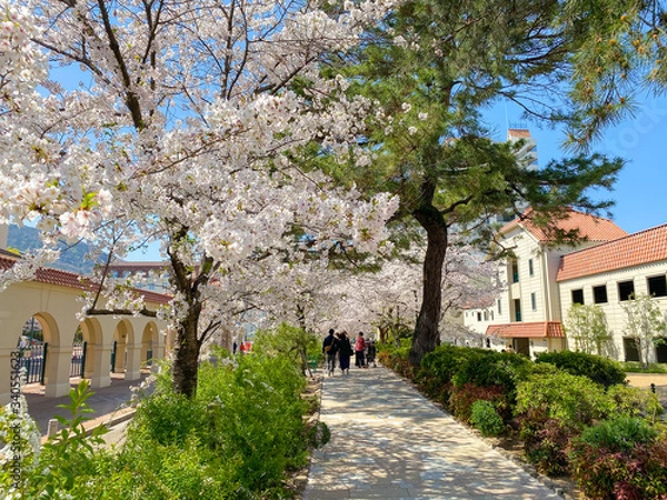 Obraz 宝塚　花の道