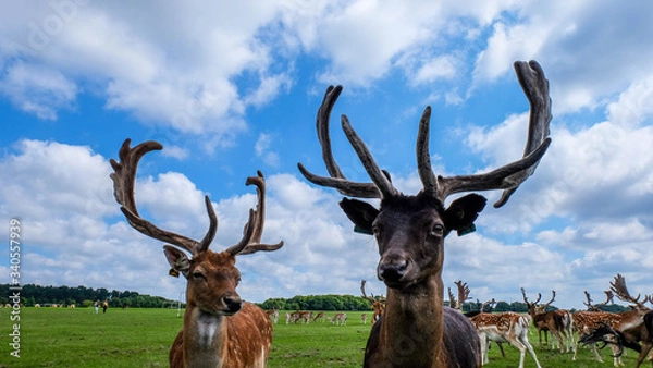 Fototapeta The deers are out in the field