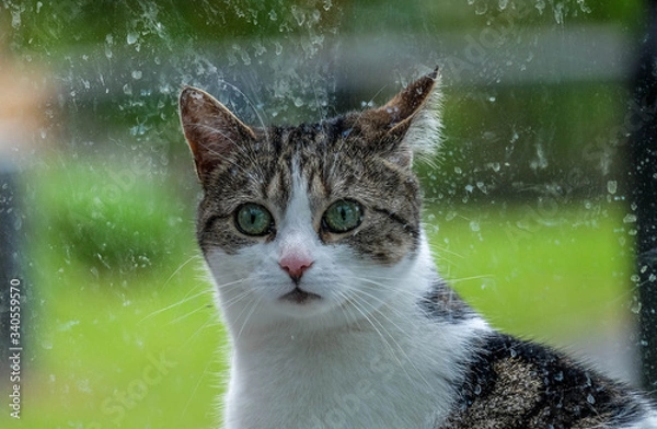 Fototapeta Looking through the glass