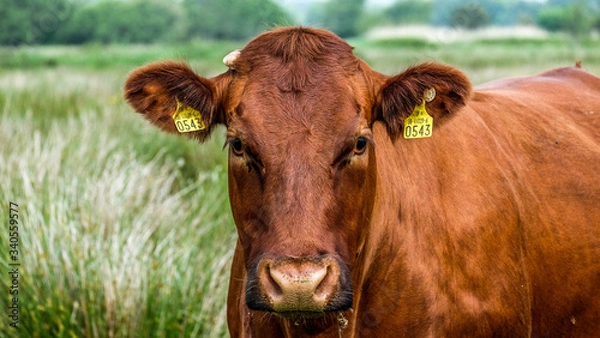 Obraz Cow portrait