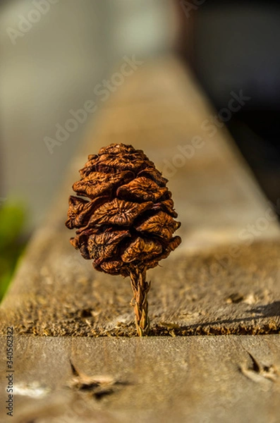 Obraz Pine cone