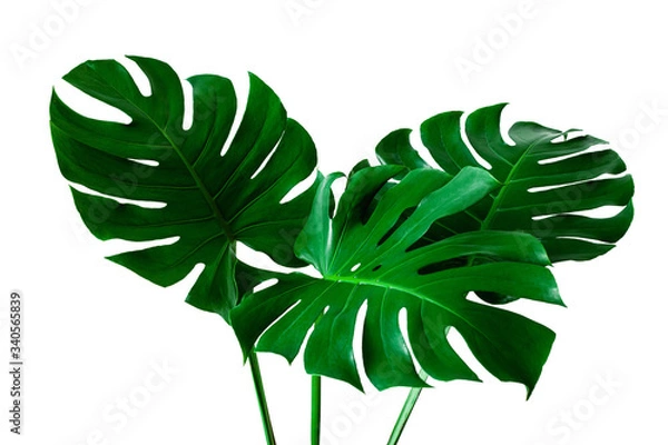 Fototapeta Beautiful Tropical Monstera leaf isolated on white background for design elements, Flat lay