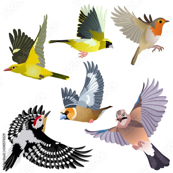 Obraz Common European birds as woodpecker, jay, hawfinch, serin, golden oriole and robin are flying