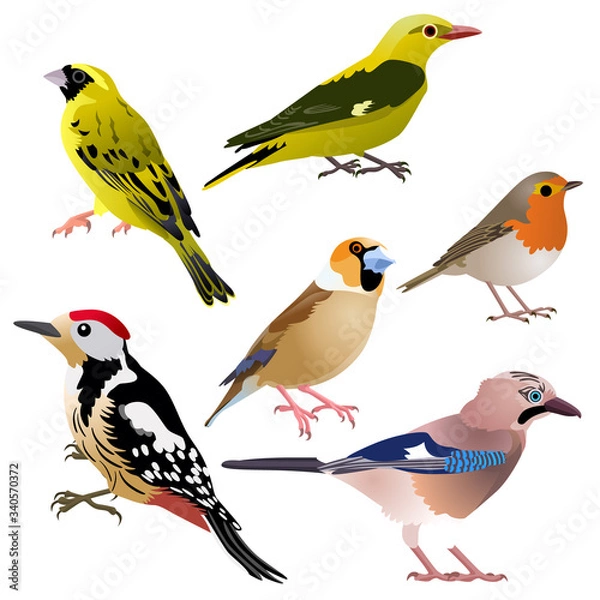Obraz Common European birds as woodpecker, jay, hawfinch, serin, golden oriole and robin are sitting