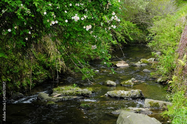 Fototapeta 森の奥から流れる冷たい川の水