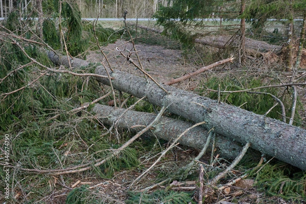 Fototapeta Forest after a storm