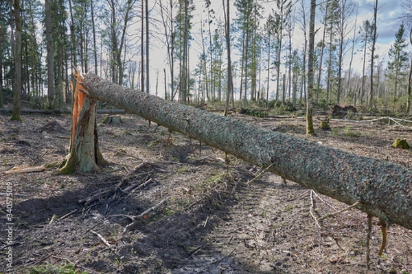 Fototapeta Forest after a storm