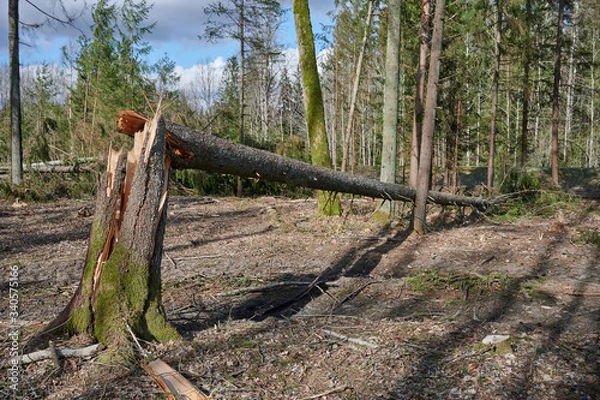 Fototapeta Forest after a storm