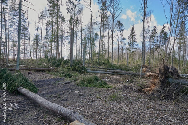Fototapeta Forest after a storm
