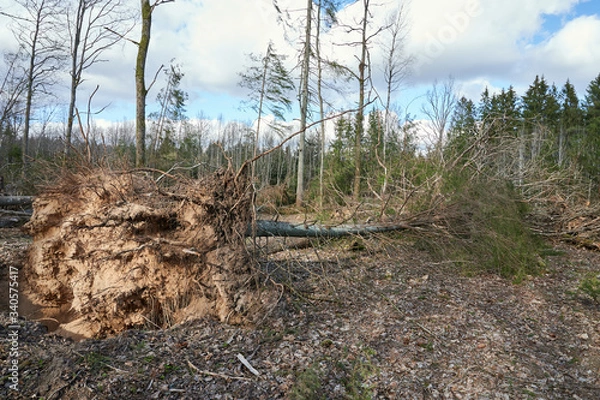 Fototapeta Forest after a storm