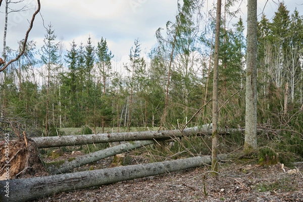 Fototapeta Forest after a storm