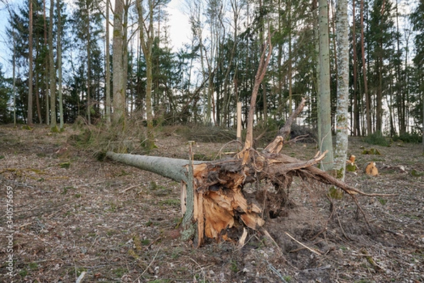 Fototapeta Forest after a storm