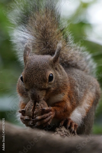 Fototapeta ニホンリス