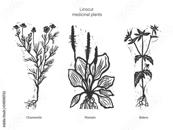 Obraz Set of three vector medicinal plants. Vector illustration of medical chamomile. Vector illustration of plantain. Vector illustration of bidens. Set of three linocut medical plants.