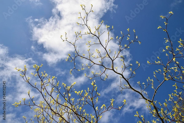 Fototapeta Budding green leaves on branches against blue sky and clouds, spring concept