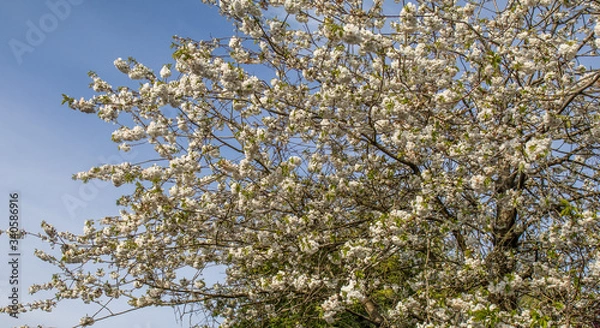 Fototapeta Cherry blossom on tree coming into bloom in spring