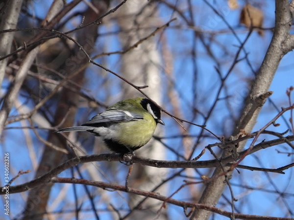 Obraz  tit on branch