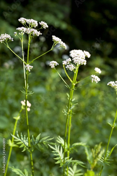 Obraz valerian
