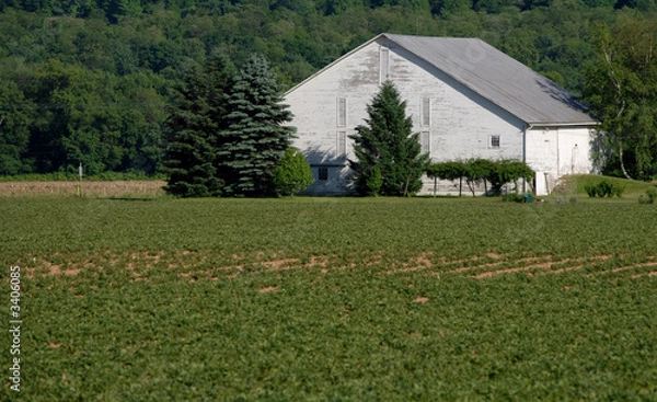 Fototapeta white bank barn in spring