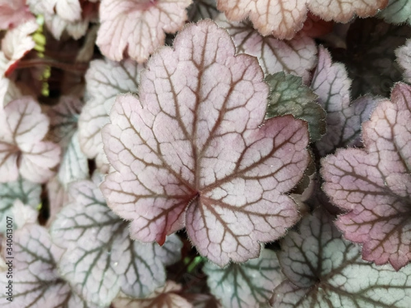 Obraz heuchera leaves closeup