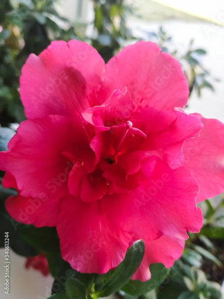 Obraz pink azalea flower close-up