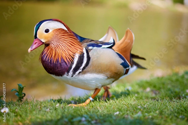 Fototapeta Mandarin duck walking and standing in the meadows on the gras near the pond