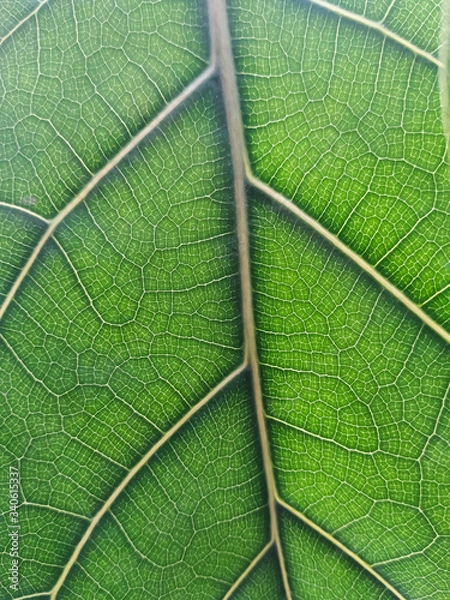 Obraz green leaf texture