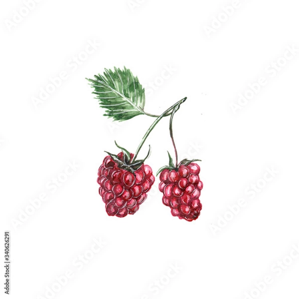 Fototapeta Watercolor illustration of raspberry berries on a twig on a white background