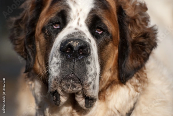 Obraz Portrait eines Bernhardiners