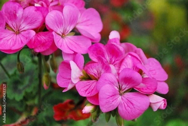 Fototapeta ピンクの花