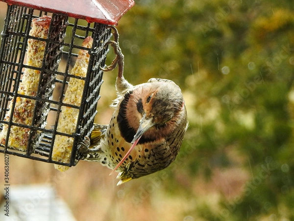 Obraz Bird on a feeder