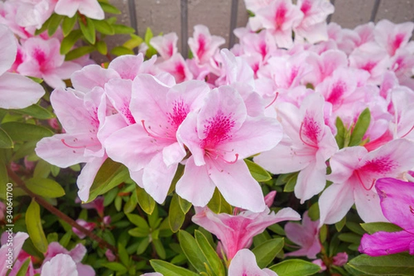 Obraz 屋外に咲いたピンクのツツジの花
