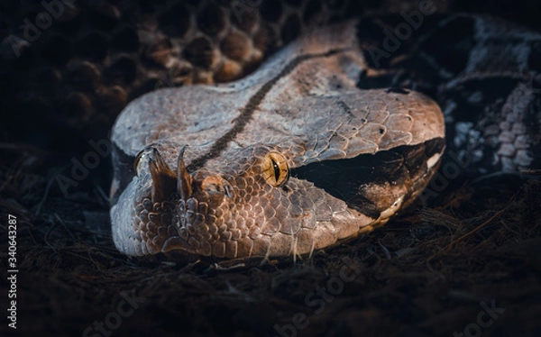 Obraz Gaboon Viper (Bitis Gabonica)