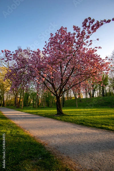 Fototapeta Blühender Kirschbaum in Emden