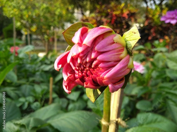 Obraz Dalia bud in the garden