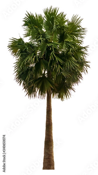 Fototapeta Washington Palm Tree isolated on white background with a high resolution suitable for graphic. with clipping path