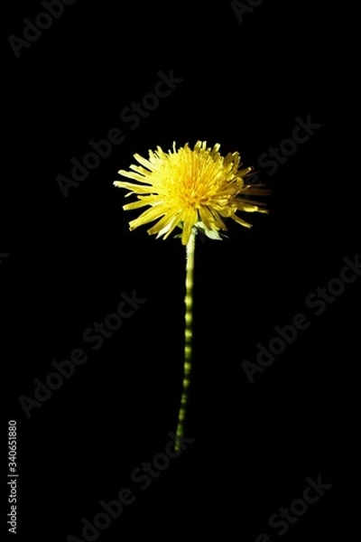 Obraz Sensuel Pissenli