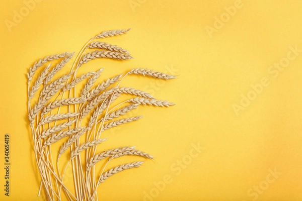 Fototapeta Ears of wheat and grains on yellow colored paper background. Autumn harvest of grain crops. Top view and copy space.