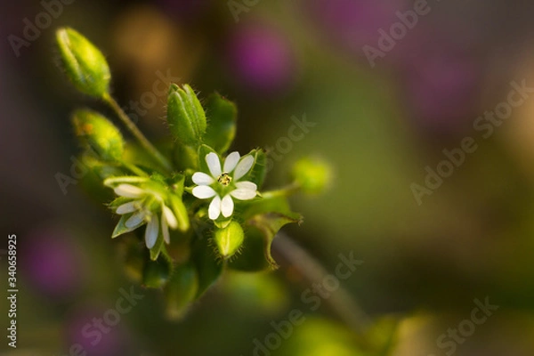 Fototapeta biały kwiatek