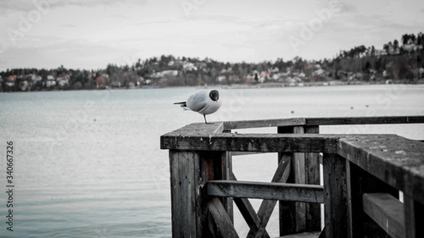 Fototapeta seagull on the pier