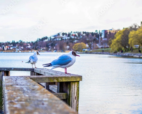 Fototapeta bird on the pier