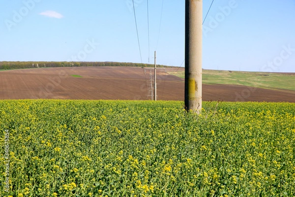 Obraz Rapeseed Fiels