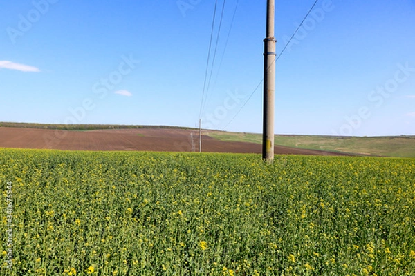 Obraz Rapeseed Fiels