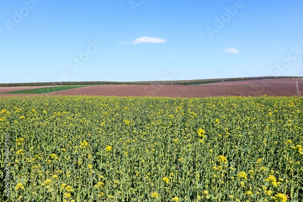 Obraz Rapeseed Fiels
