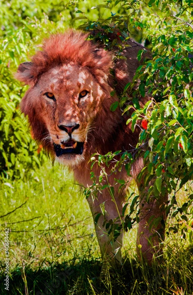 Fototapeta Lion in Masai Mara