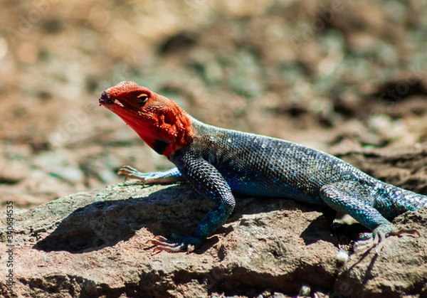 Fototapeta Lizard on the rock in Masai Mara
