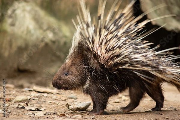 Obraz porcupine