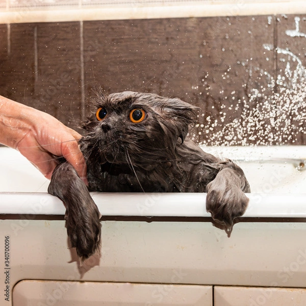 Obraz Funny wet british cat with bright orange eyes takes a shower. Pet Hygiene Concept. Wet, angry cat.