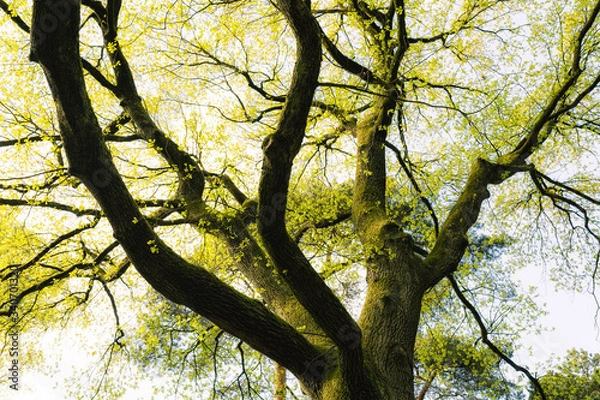 Fototapeta Oak tree in Springtime