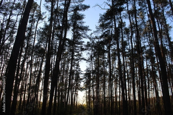 Fototapeta Droga w lesie